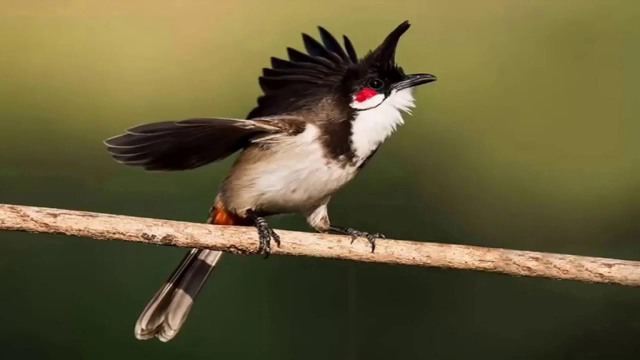 Khám phá với hơn 250 vẽ chim chào mào mới nhất  Tin Học Vui