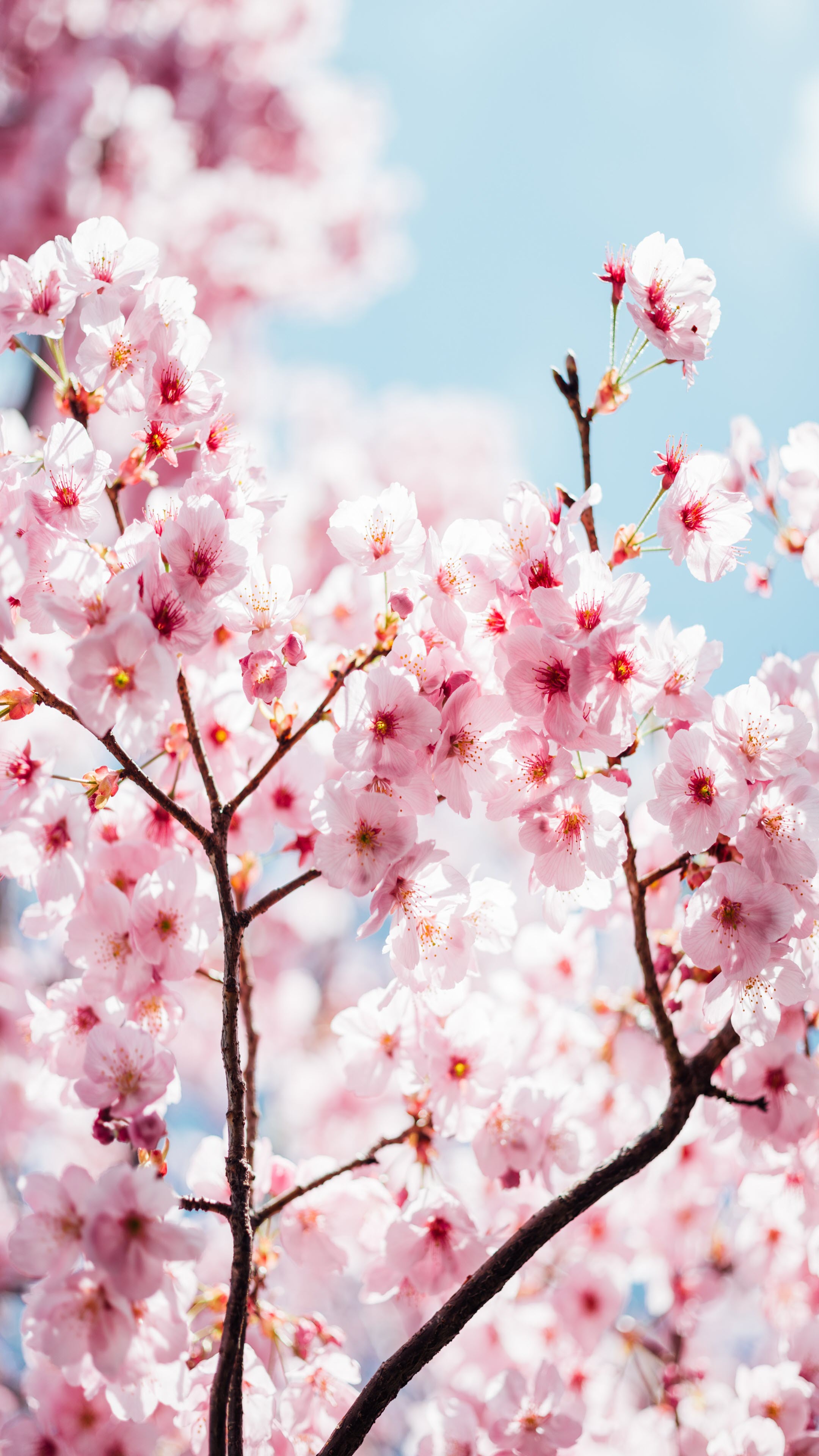 HOT] Top 77 hình nền hoa đào đẹp nhất cho năm mới may mắn | Ảnh Cười Việt